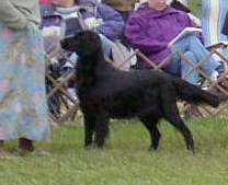 Blacfriar TLC Classic Ashley | Flat-Coated Retriever 