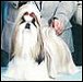 Shente's Jolei In Your Dreams | Shih Tzu 