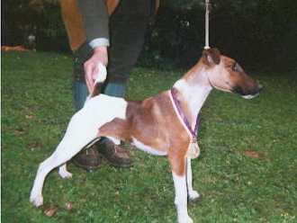 Claudius Olza | Smooth Fox Terrier 