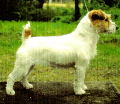 Malung Niniane Swynford | Jack Russell Terrier 