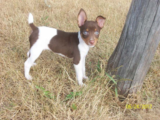 Green Acres' Alabama Brave Scout | Rat Terrier 