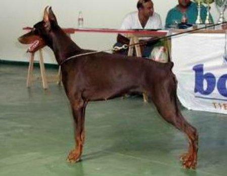 Alanis Betelges | Brown Doberman Pinscher