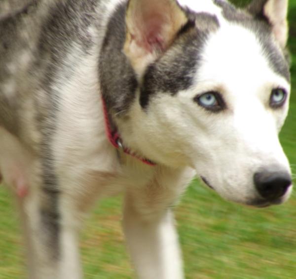 Woodsong's Cookie Lou 93.3 | Siberian Husky 