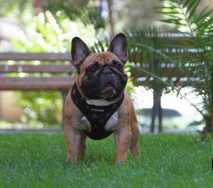 BETTINO THE JOY OF LIFE FROM FRENCH EXTRAVAGANZA | French Bulldog 