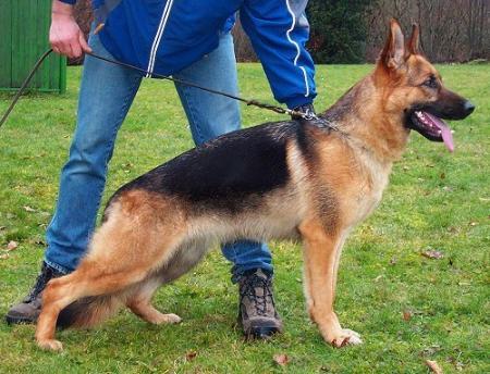 Hetja von Pallas Athene | German Shepherd Dog 