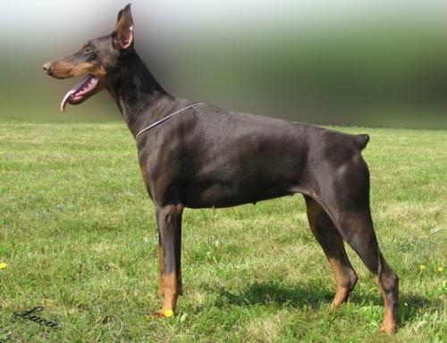 Fantasia Betelges | Brown Doberman Pinscher