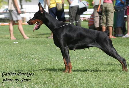 Galilea Betelges | Black Doberman Pinscher