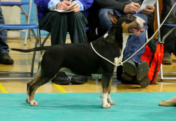 Teirwgwyn Miss Independent At Meilow | Bull Terrier 