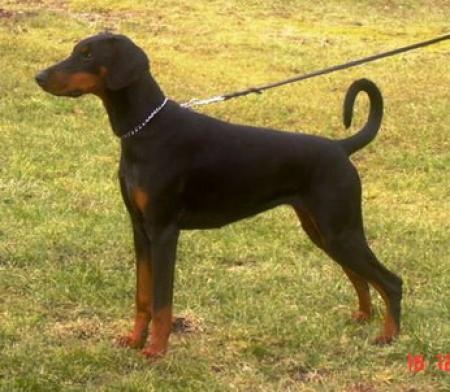 Helista Betelges | Black Doberman Pinscher