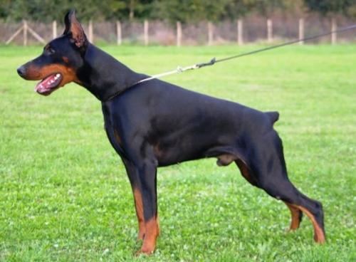 Zylan Zais del Citone | Black Doberman Pinscher