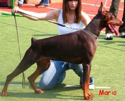 Charujuschaya Lady iz Velikogo Knyazhestva | Brown Doberman Pinscher