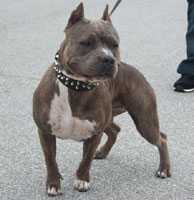 Razors Edge Plasma | American Pit Bull Terrier 