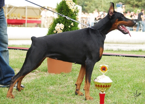 Ferrona Iz Velikogo Knyazhestva | Black Doberman Pinscher