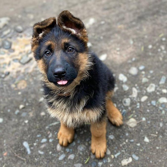 Ira del ñuble | German Shepherd Dog 