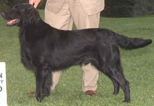 K'Mander Black Diamond Bay | Flat-Coated Retriever 