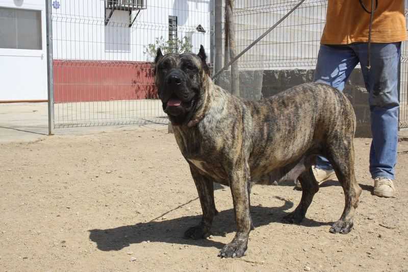 Omaita de Guadalcan | Perro de Presa Canario 