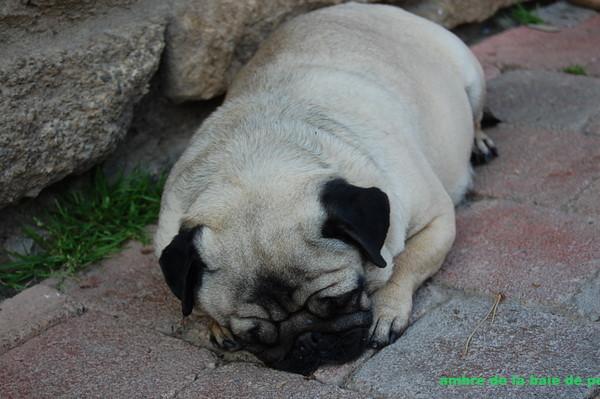 ambre de la baie de pempoul | Pug 