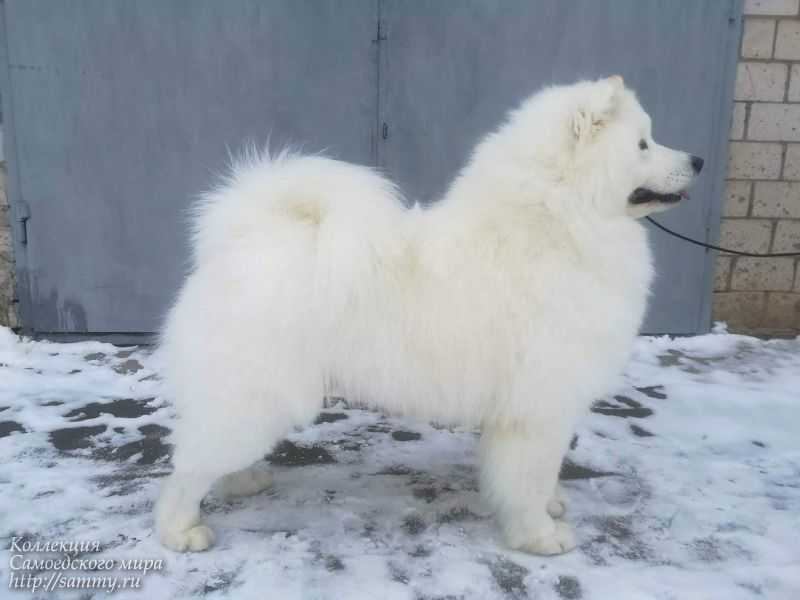 My Majesty Dreamcatcher | Samoyed 