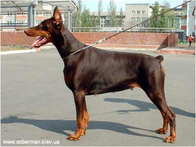 Anais Viola Iz Velikogo Knyazhestva | Brown Doberman Pinscher