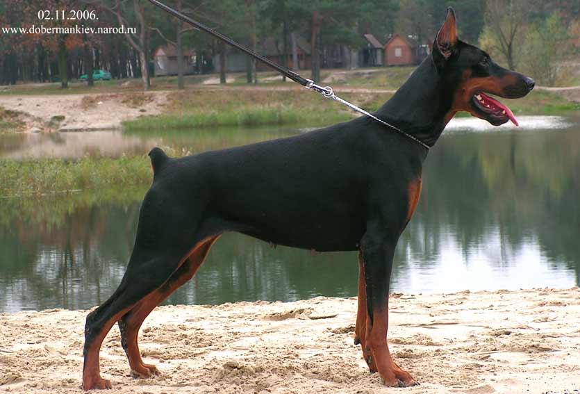 Kirella Iz Velikogo Knyazhestva | Black Doberman Pinscher