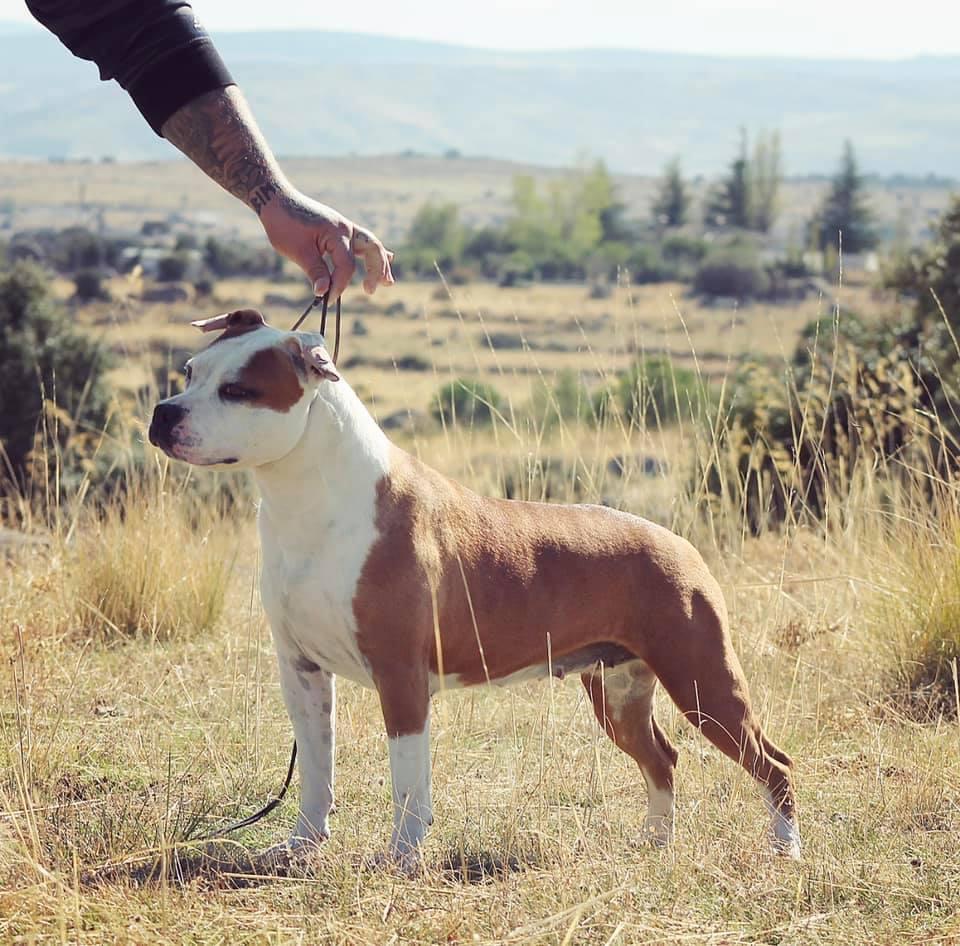 Alea Jacta Est Cibeles | American Staffordshire Terrier 