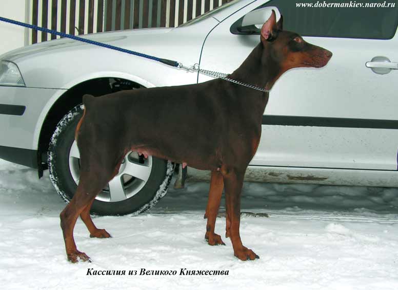 Kassiliya Iz Velikogo Knyazhestva | Brown Doberman Pinscher