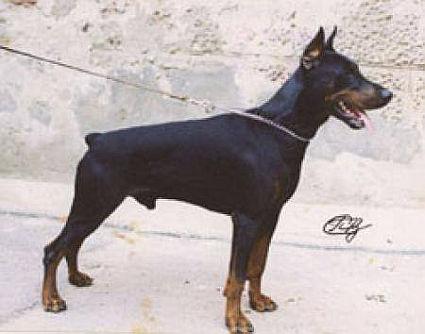 Rektor iz Slavnoi Stai | Black Doberman Pinscher