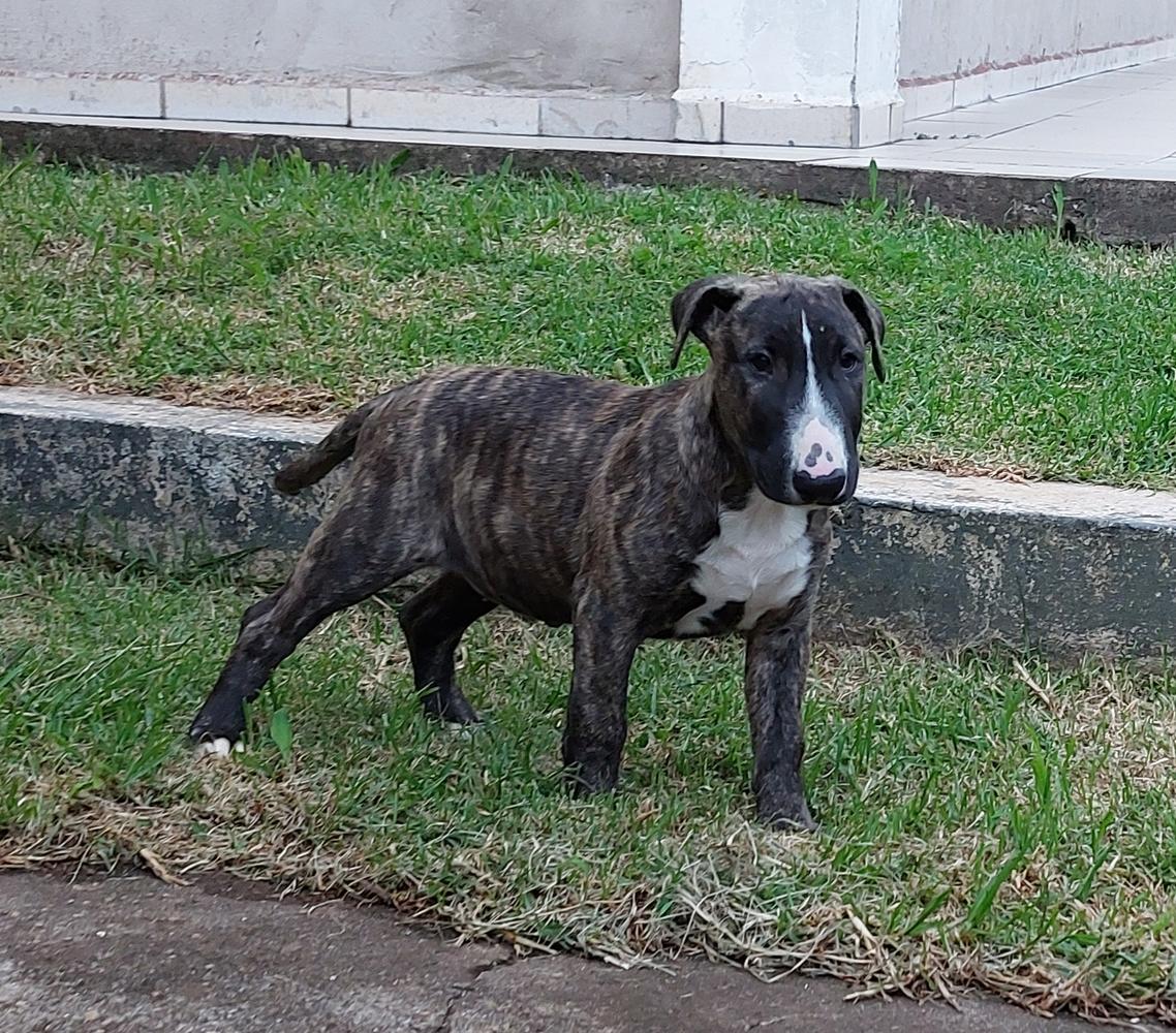 Bullffaras The Magic Phoenix | Bull Terrier 