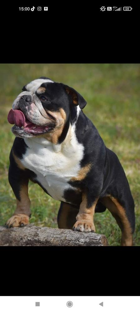 Bully by nature Admiral | Olde English Bulldogge 