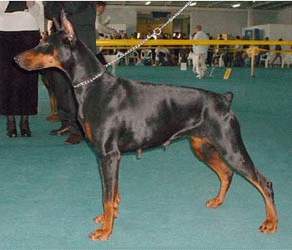 Shanel White Wings | Black Doberman Pinscher