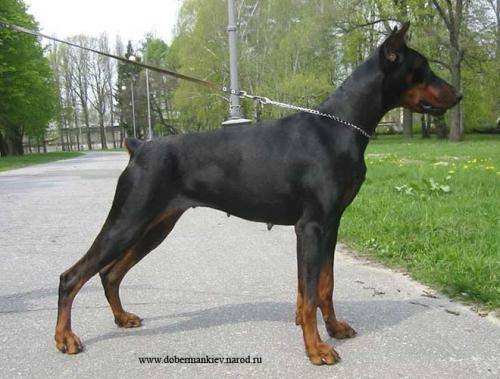 Gertruda iz Zvezdnoi Stai | Black Doberman Pinscher