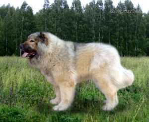 Serditii Strazh Yazira | Caucasian Mountain Dog 