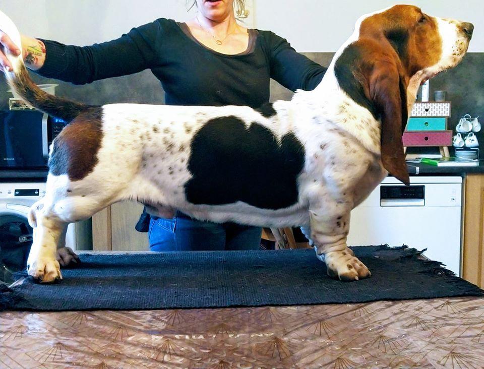 Philibert Du Cercle De Léma | Basset Hound 