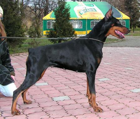 Nemesida Iz Velikogo Knyazhestva | Black Doberman Pinscher