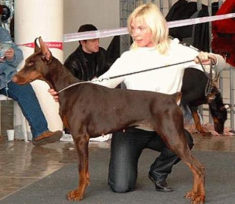 Gvard Tauer Gledis Tsarevna | Black Doberman Pinscher