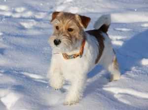 VOBISET BOND ON SECRET SERVIS | Jack Russell Terrier 