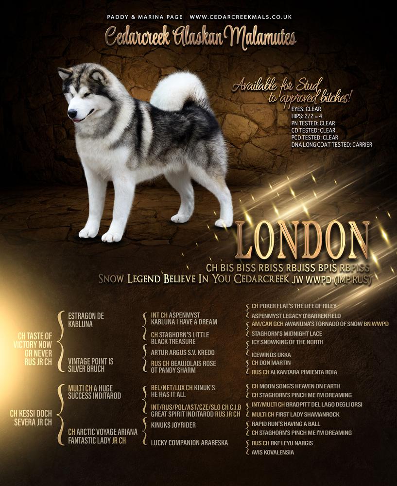 Snow Legend Believe In You Cedarcreek JW | Alaskan Malamute 