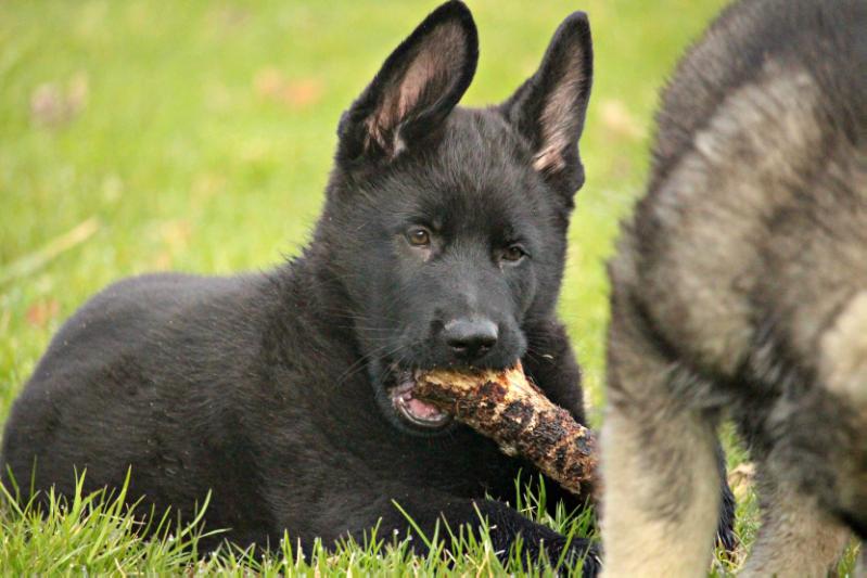 Amwolf's Arrow | German Shepherd Dog 