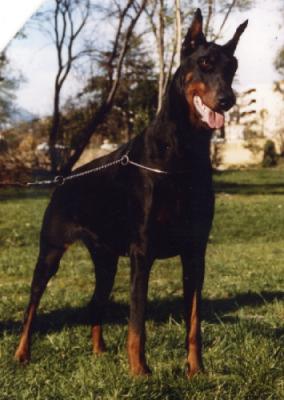 Betty des Sentiers Battus | Black Doberman Pinscher