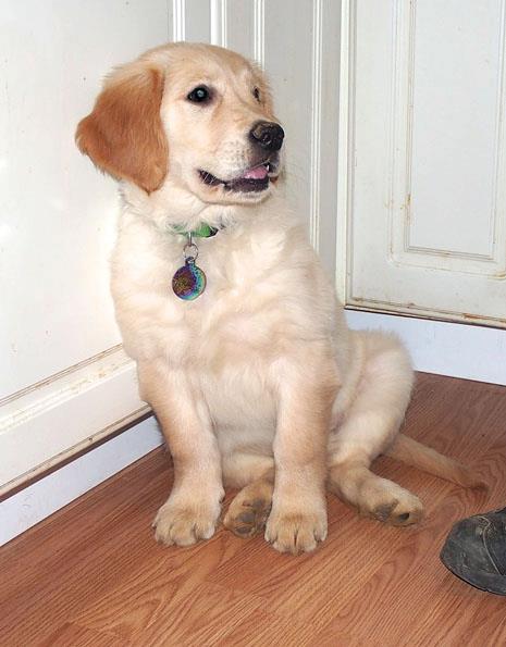 Abby Von Moyer Haus | Golden Retriever 