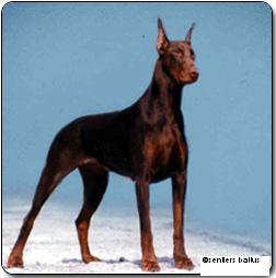 Istiee des Sentiers Battus | Brown Doberman Pinscher