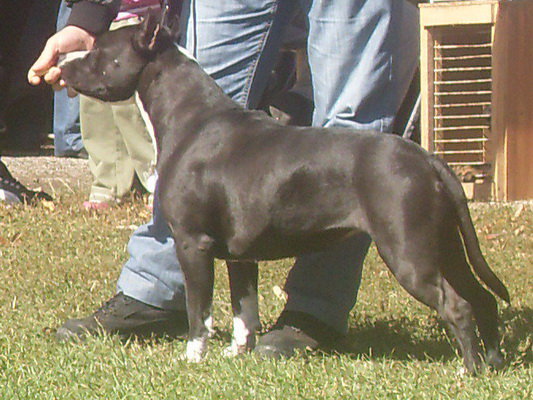 Black Afrika od 1300 Kaplara | American Staffordshire Terrier 