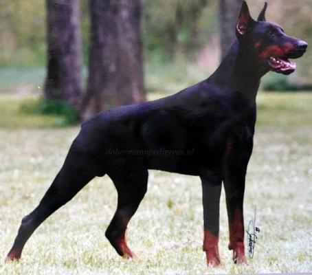 N'Nino des Sentiers Battus | Black Doberman Pinscher