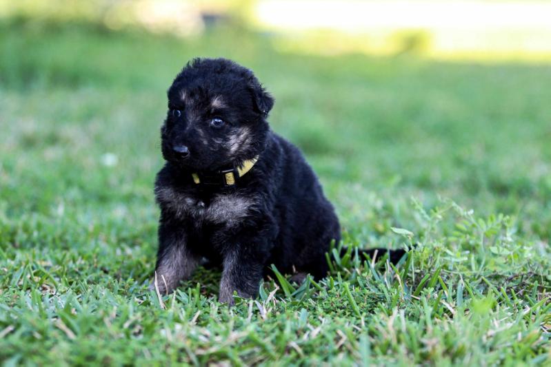 Aana vom Fant | German Shepherd Dog 