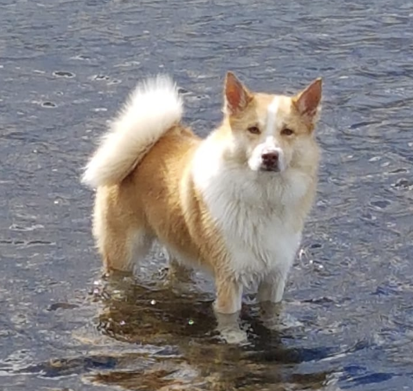 Snjófells Fjölnir | Icelandic Sheepdog 