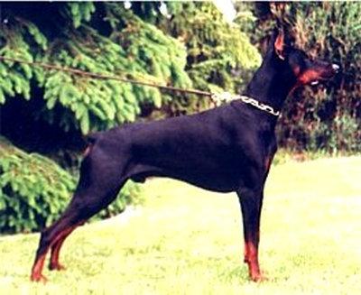 Bandit v. Heinrichstal | Black Doberman Pinscher