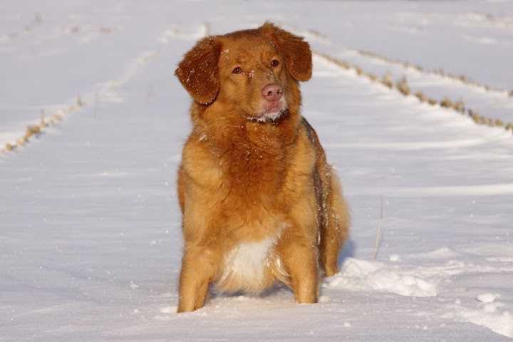 Suncatcher's Premium Pride | Nova Scotia Duck Tolling Retriever 