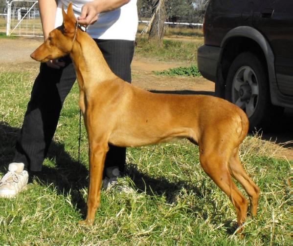 vicoridge helens hot lil devil | Pharaoh Hound 