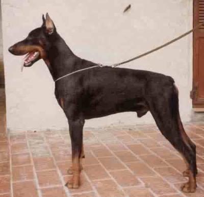 Peer de la Guelmoise | Black Doberman Pinscher