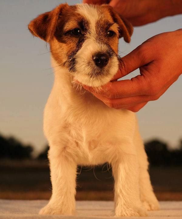 BRENDA Colosseum | Jack Russell Terrier 